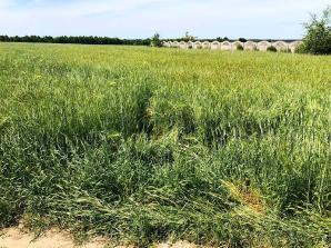 Skradzione bydło w miejscowości Bedoń Nowy w woj. łódzkim. Pokrzywdzony farmer prosi o pomoc ekipę Krzysztofa Rutkowskiego!