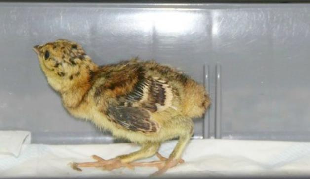 Uratowali pisklęta chronionych ptaków 